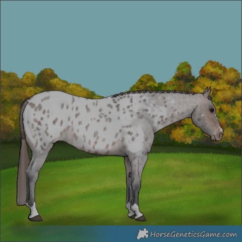 Horse Color:Brown Roan Appaloosa 