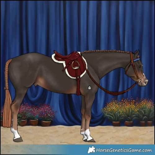 Horse Color:Liver Chestnut 