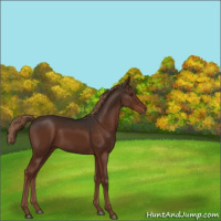 Horse Color:Liver Chestnut 