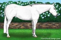 Horse Color:Gray Blue Roan 