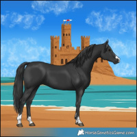 Horse Color:Black 