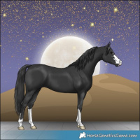 Horse Color:Black 
