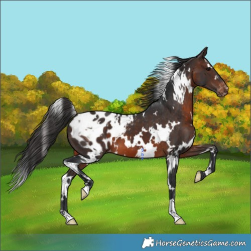 Horse Color:White Spotted Brown Appaloosa 