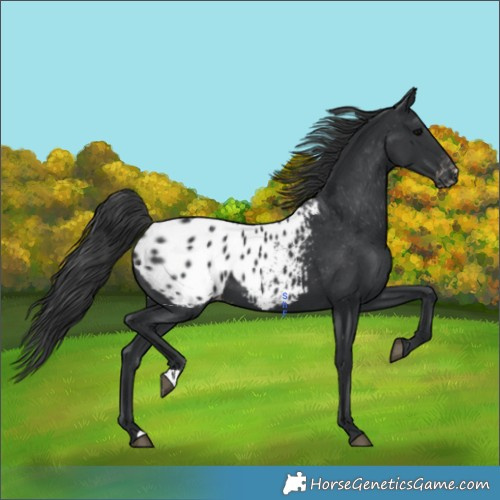 Horse Color:Black Appaloosa 