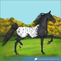 Horse Color:Black Appaloosa