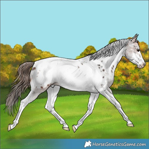 Horse Color:Bay Tobiano Frame Appaloosa Rabicano 