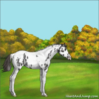Horse Color:Smoky Blue Roan Tobiano Appaloosa 