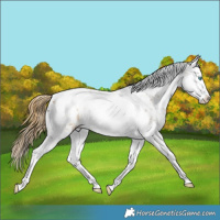 Horse Color:Buckskin Roan Splash Tobiano Appaloosa 
