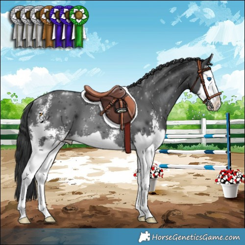 Horse Color:Black Sabino Splash 
