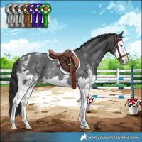 Horse Color:Black Sabino Splash 