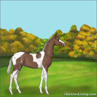Horse Color:White Spotted Silver Black Tobiano 