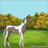 Horse Color:Silver Black Tobiano 