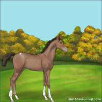 Horse Color:Classic Champagne Tobiano 