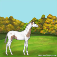 Horse Color:Classic Champagne Splash Tobiano 