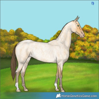 Horse Color:Amber Cream Champagne Roan Rabicano 