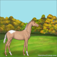 Horse Color:Silver Classic Champagne Appaloosa 