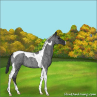 Horse Color:Blue Roan Tobiano