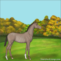 Horse Color:Classic Champagne Rabicano 