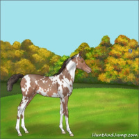 Horse Color:White Spotted Sable Champagne 