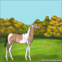 Horse Color:Bay Dun Tobiano Rabicano 