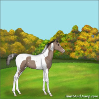 Horse Color:Classic Champagne Tobiano 