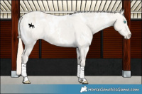 Horse Color:White Spotted Smoky Creme Dun Varnish