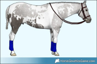 Horse Color:White Spotted Silver Black Tobiano Rabicano 