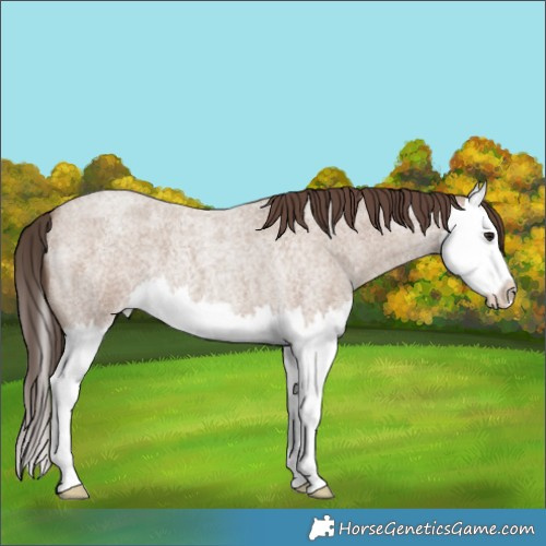 Horse Color:Classic Champagne Roan Splash 