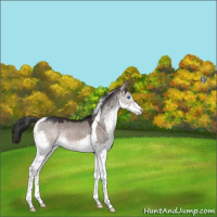Horse Color:Brown Dun Mushroom Splash Tobiano Rabicano