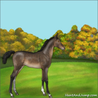 Horse Color:Gray Brown Dun Sabino Tobiano