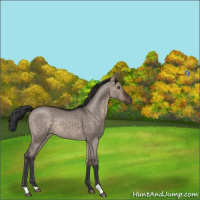 Horse Color:Brown Dun Mushroom Rabicano 