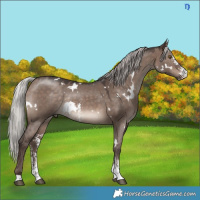 Horse Color:White Spotted Silver Brown Dun Mushroom Sabino Rabicano