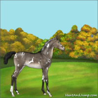 Horse Color:Gray White Spotted Brown Dun Mushroom Sabino Rabicano Brindle
