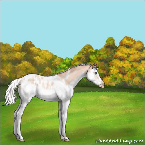 Horse Color:Silver Classic Champagne Dun Splash Tobiano Frame Appaloosa Rabicano