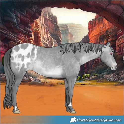 Horse Color:Sable Champagne Chinchilla Appaloosa 