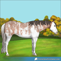 Horse Color:Bay Sabino Splash Appaloosa