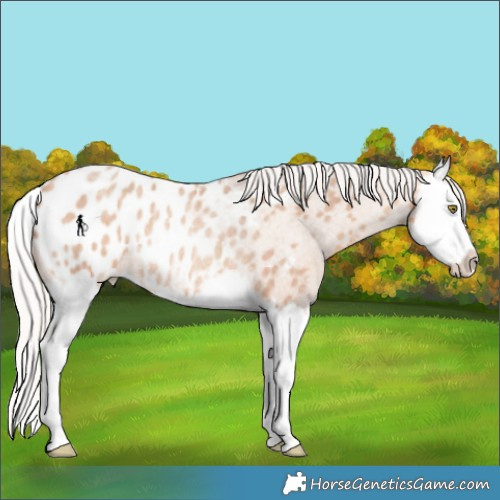 Horse Color:Silver Sable Champagne Roan Splash Appaloosa Rabicano