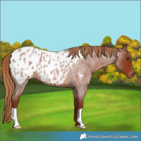 Horse Color:Red Roan Blanket 