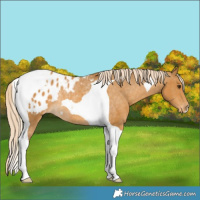 Horse Color:Palomino Tobiano Appaloosa Rabicano