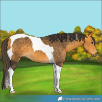 Horse Color:Buckskin Tobiano