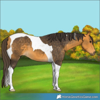 Horse Color:Buckskin Tobiano 