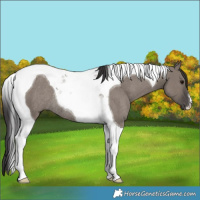 Horse Color:Smoky Grullo Tobiano Rabicano 