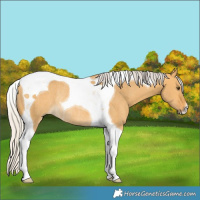 Horse Color:Silver Buckskin Dun Tobiano Rabicano 