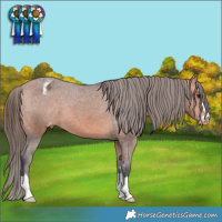 Horse Color:Bay Appaloosa