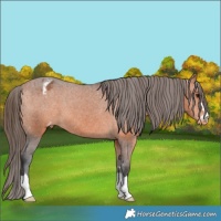 Horse Color:Bay Appaloosa 