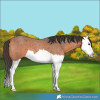 Horse Color:Bay Roan Splash 