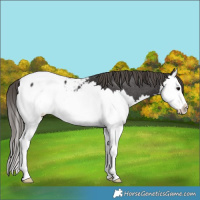 Horse Color:Smoky Black Sabino Splash Appaloosa 