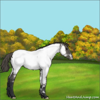 Horse Color:Grullo Appaloosa 