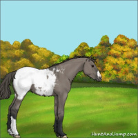 Horse Color:Grullo Snowcap 