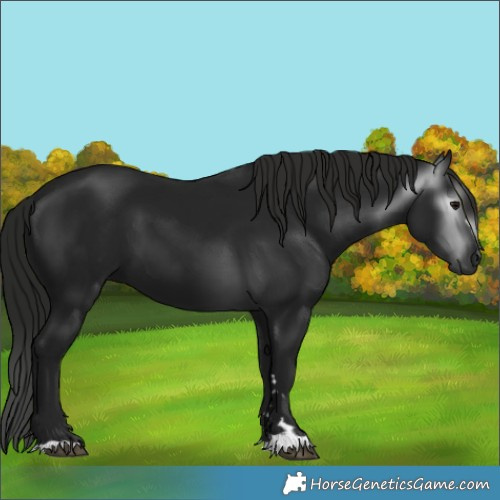 Horse Color:Unknown 